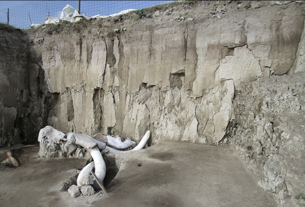 Restos óseos de mamuts en la zona arqueológica de Tultepec. Foto: Melitón Tapia | INAH.