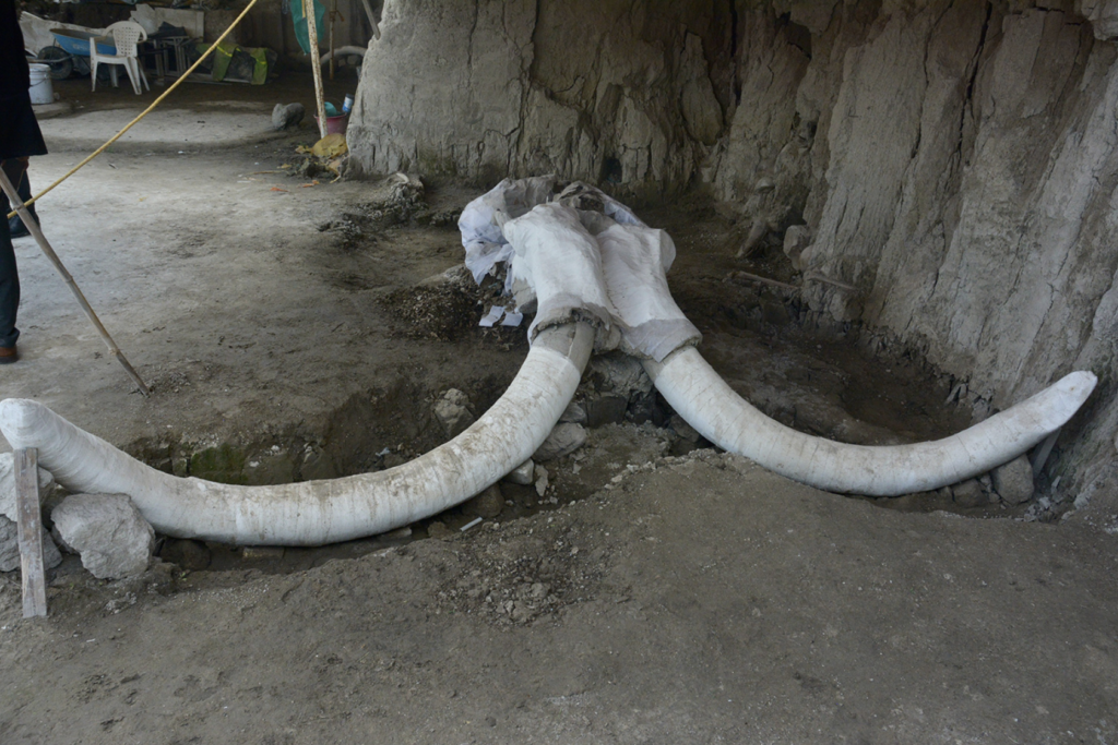 El trabajo arqueológico del INAH en esta zona de la Cuenca de México ha resultado en el hallazgo de centenares de restos óseos de mamuts. Foto: Edith Camacho | INAH.