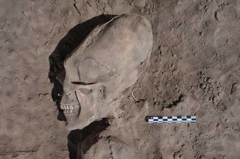 Cráneo encontrado en el cementerio en Onavas. Nótese la deformación. Foto: INAH