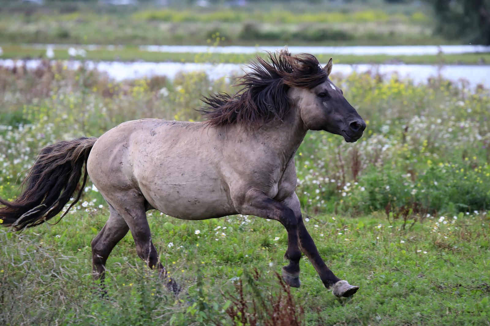 En Europa se ha visto más resilvestración de animales herbívoros en la que se utilizan caballos konik salvajes para cambiar grandes entornos ambientales. Foto: Jac. Janssen on Visualhunt.com / CC BY