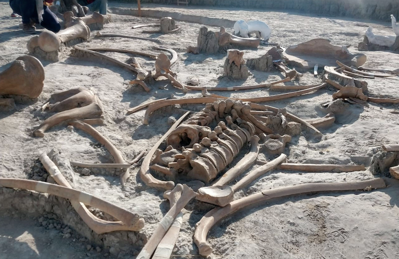 Algunos de los restos óseos de mamut hallados en Santa Lucia. Foto: Alberto Frutos | INAH