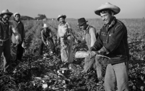 La imagen muestra a una cuadrilla de trabajadores agrícolas en la cosecha de la remolacha azucarera en un campo cerca de la ciudad de Stockon, California, Estados Unidos. La imagen fue tomada en mayo de 1943. Foto: Marjory Collins | Biblioteca del Congreso de EE.UU.