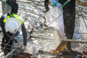 Un trabajador de SRP atrapa un pez amur blanco en una red para trasladarlo a una zona segura durante el secado anual de los canales. Estos peces, conocidos como 'cortacéspedes vivientes,' son esenciales para mantener los canales de Arizona libres de vegetación invasora, ayudando a asegurar el flujo eficiente de agua para millones de residentes en el desierto. Foto: Eduardo Barraza | Barriozona Magazine © 2024