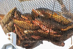 The white amur fish, known as "living lawnmowers," are essential for keeping Arizona's canals free of invasive vegetation, helping ensure the efficient flow of water for millions of residents in the desert.